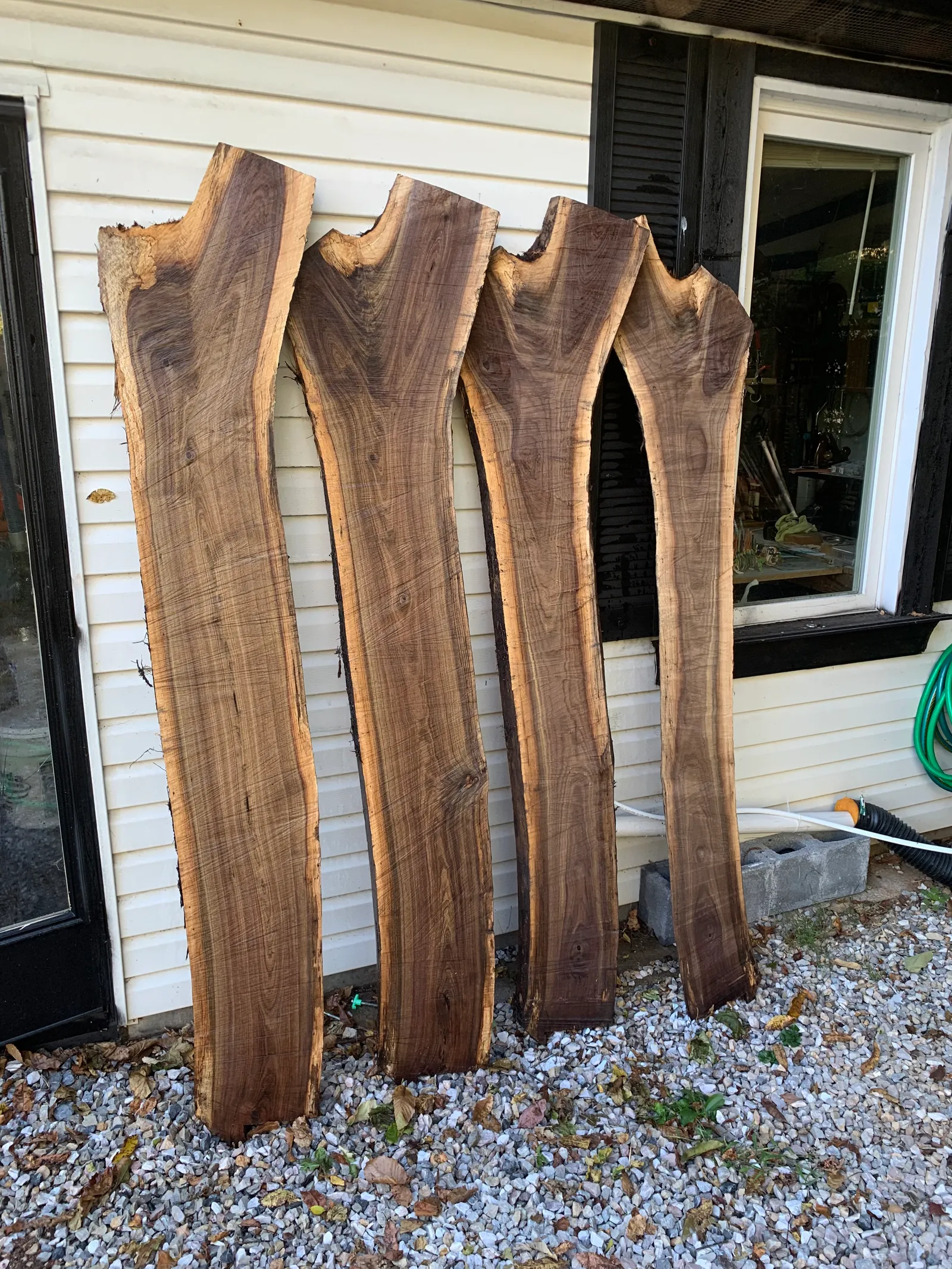 Live edge black walnut slabs air drying at Tyler Jones's Baltimore woodworking shop